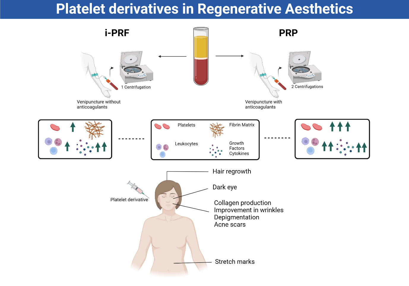 Collagen, Elastin & Fibroblasts — The Three Engines of Beautiful Skin