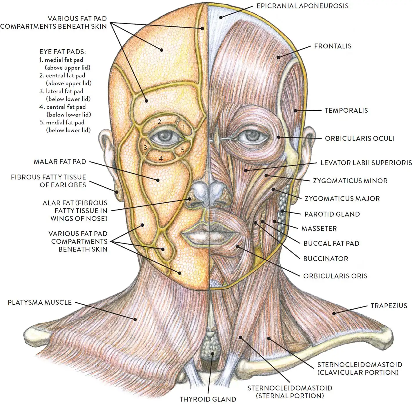Facial anatomical layers showing fat pad compartments, facial musculature and structural support